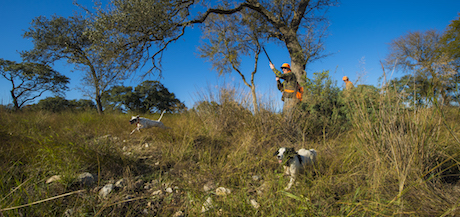 Book a Bird Hunt