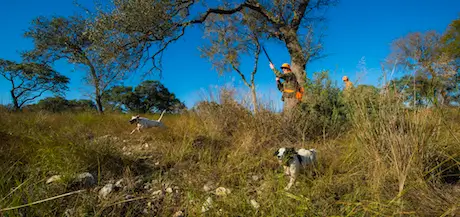 Book a Bird Hunt