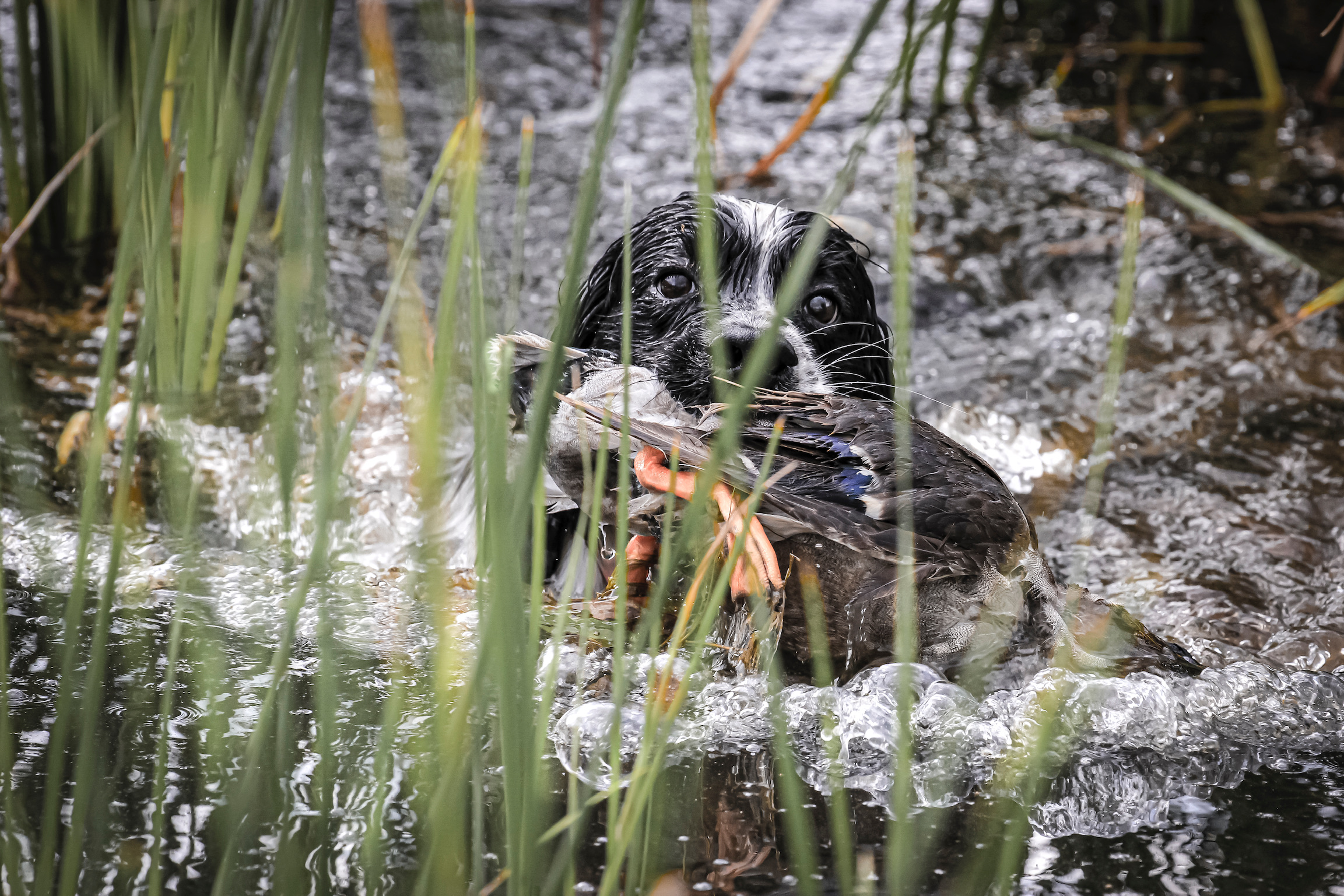 Mallard ducks