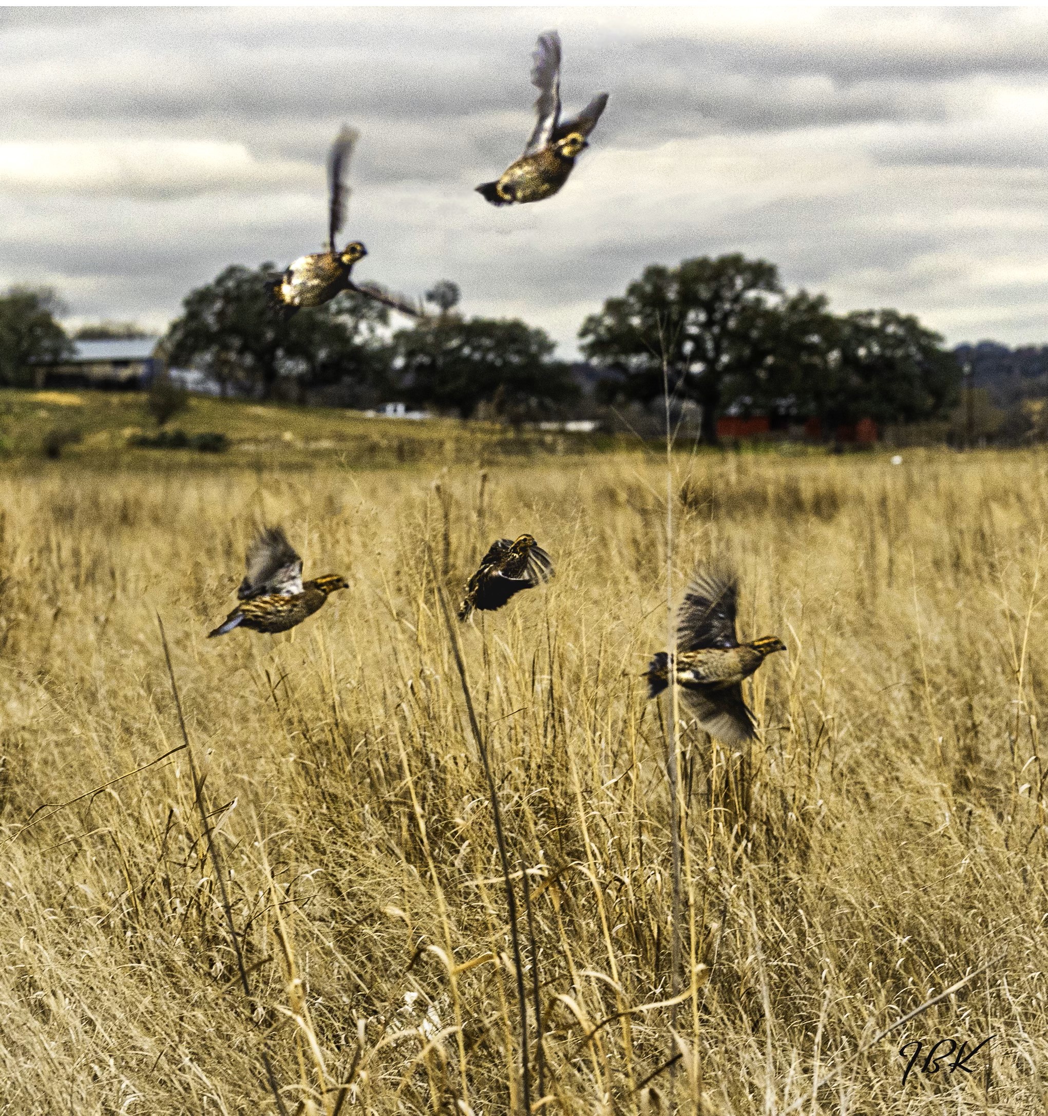 Upland Wingshooting