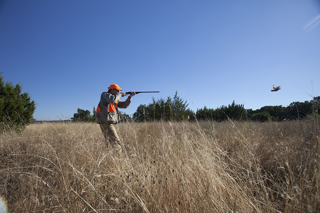 Upland Wingshooting
