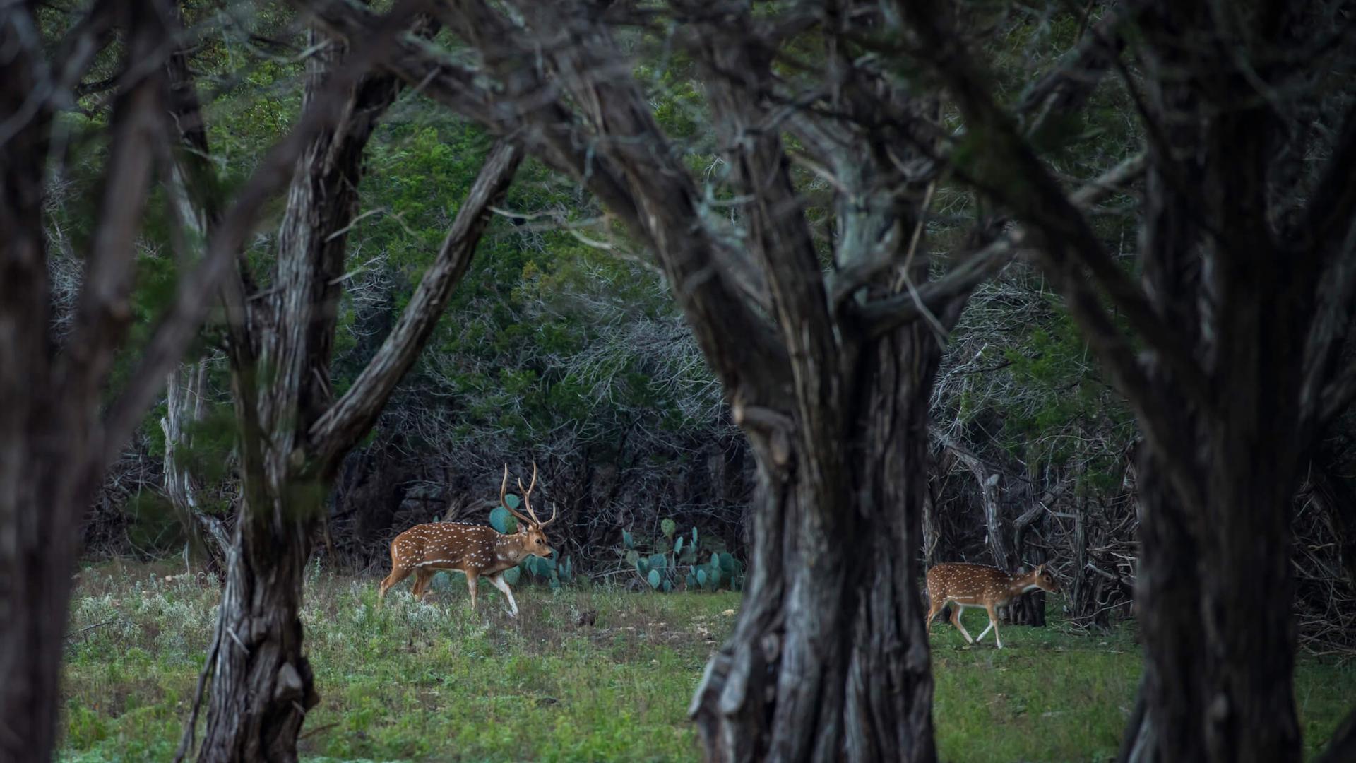 Deer hunting at Joshua Creek Ranch