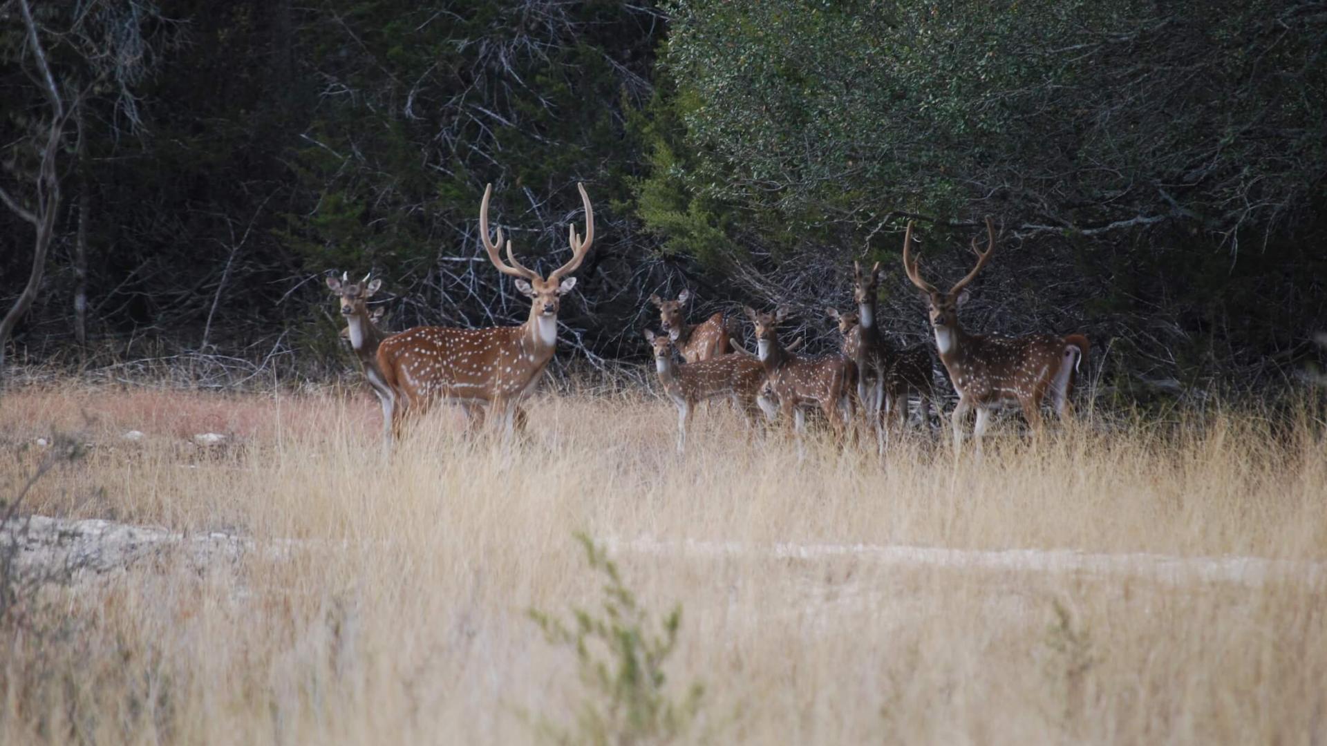 Deer hunting at Joshua Creek Ranch