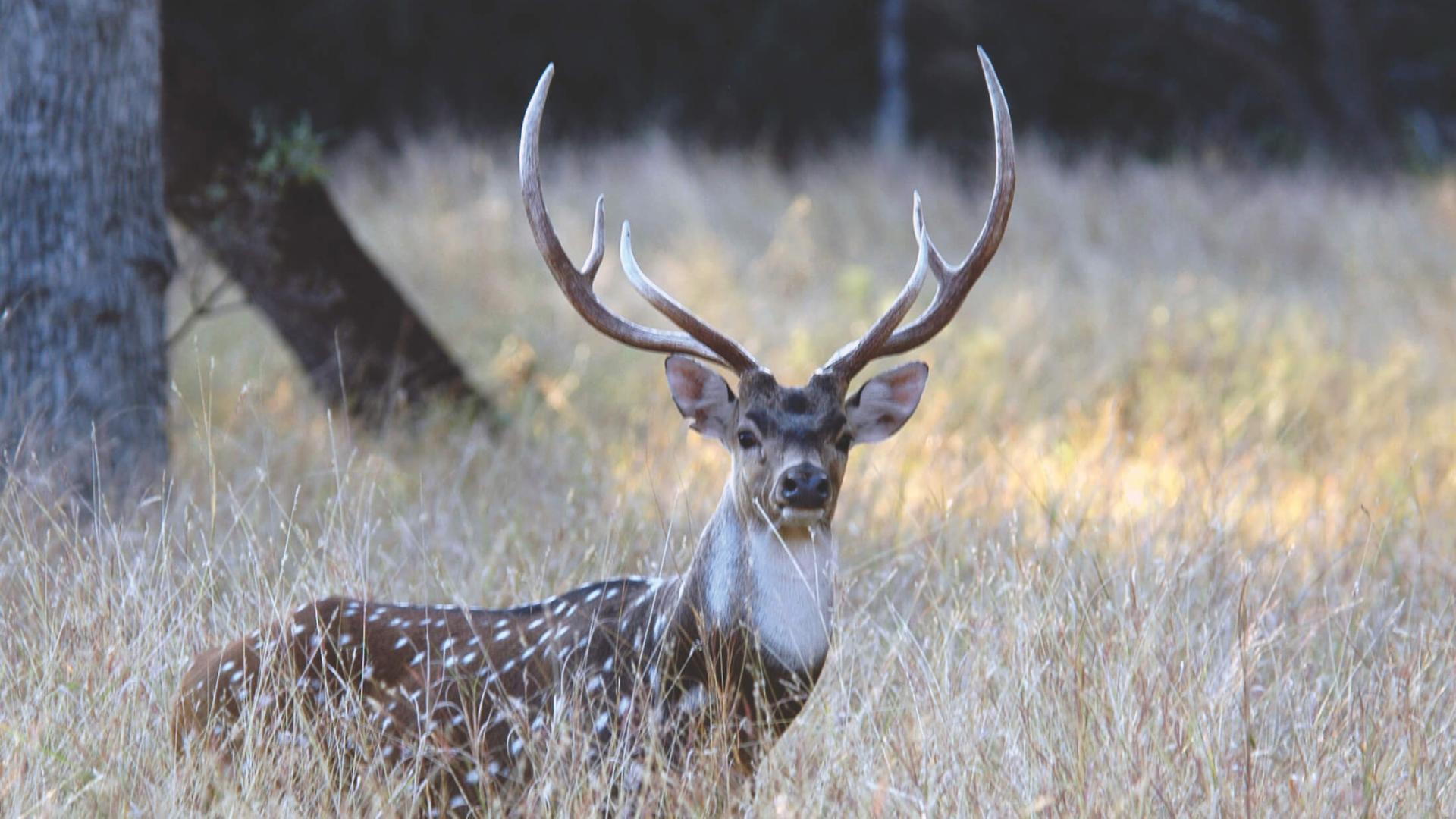 Hunting at Joshua Creek Ranch