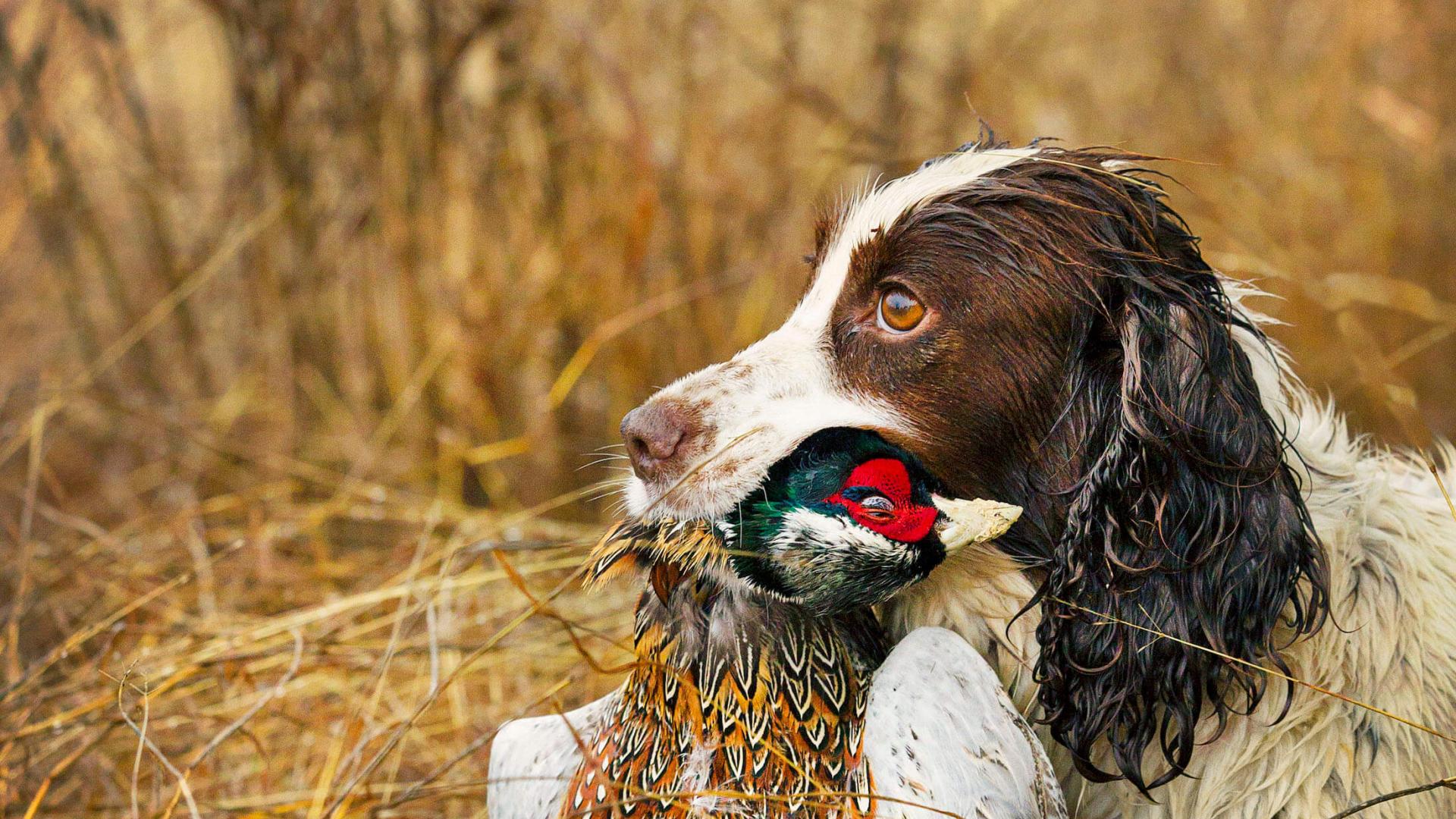 Hunting at Joshua Creek Ranch