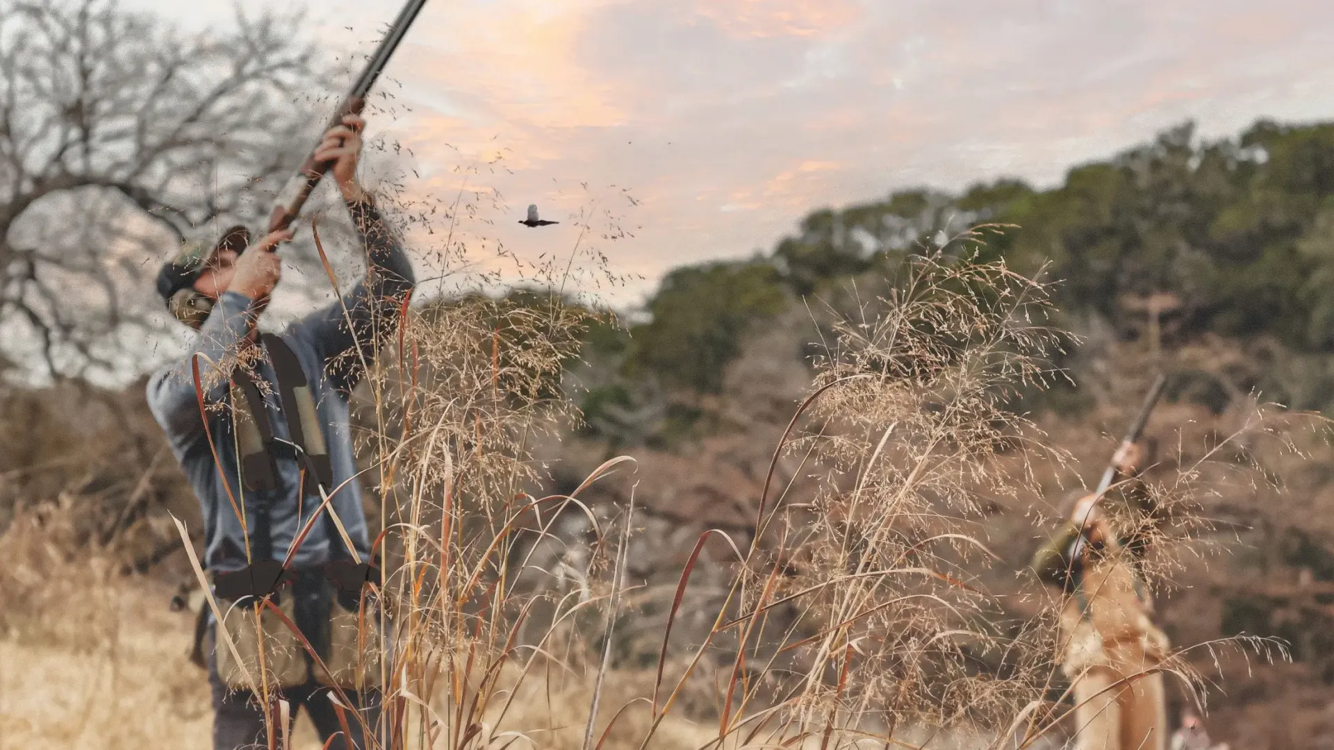 Driven Pheasant Shooting